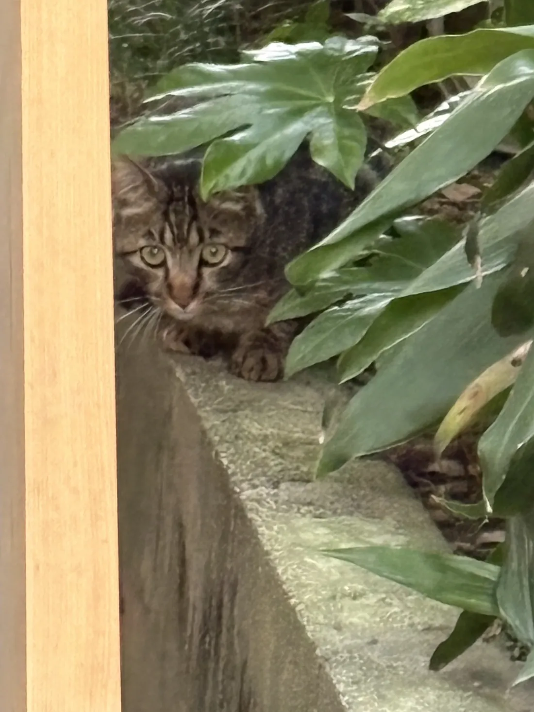 植え込みの陰からこちらを見る猫