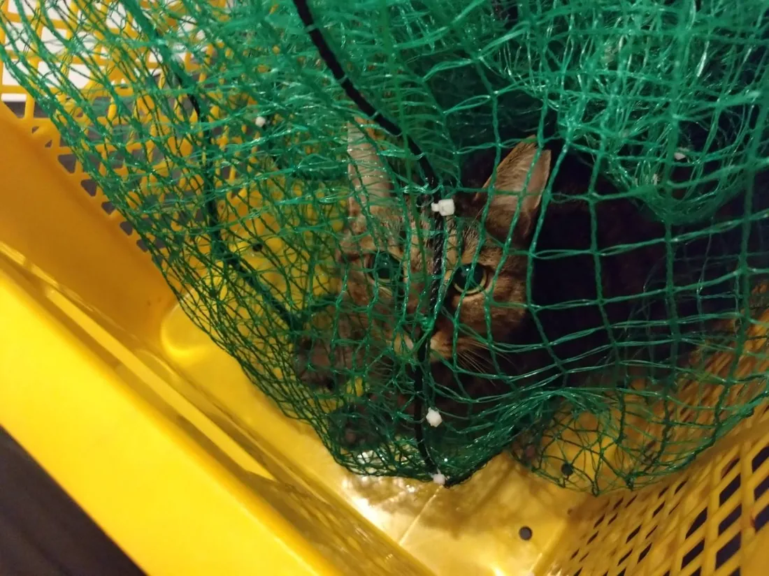網の中で保護された猫