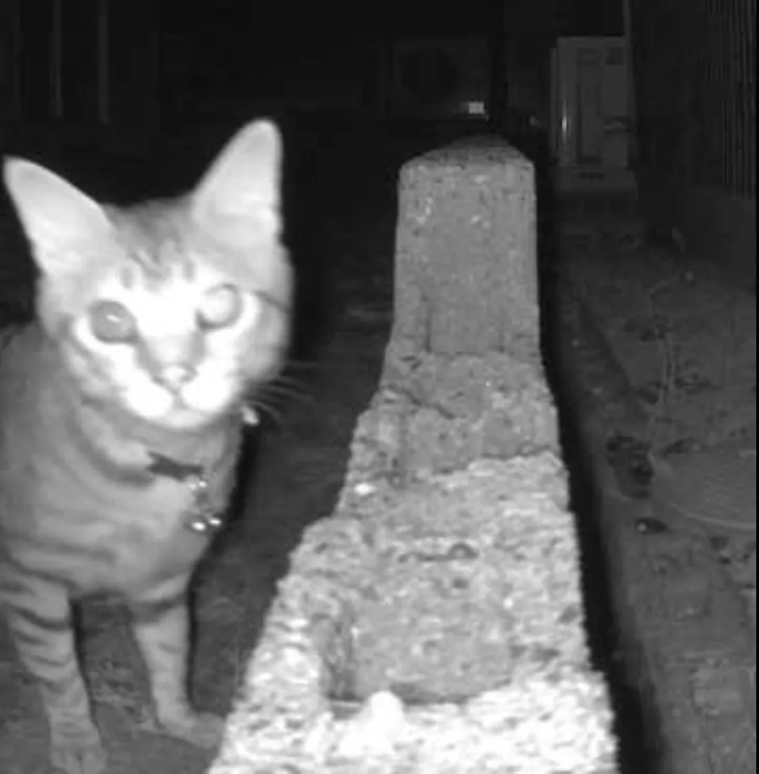 夜間の赤外線カメラに映った、首輪をつけた猫
